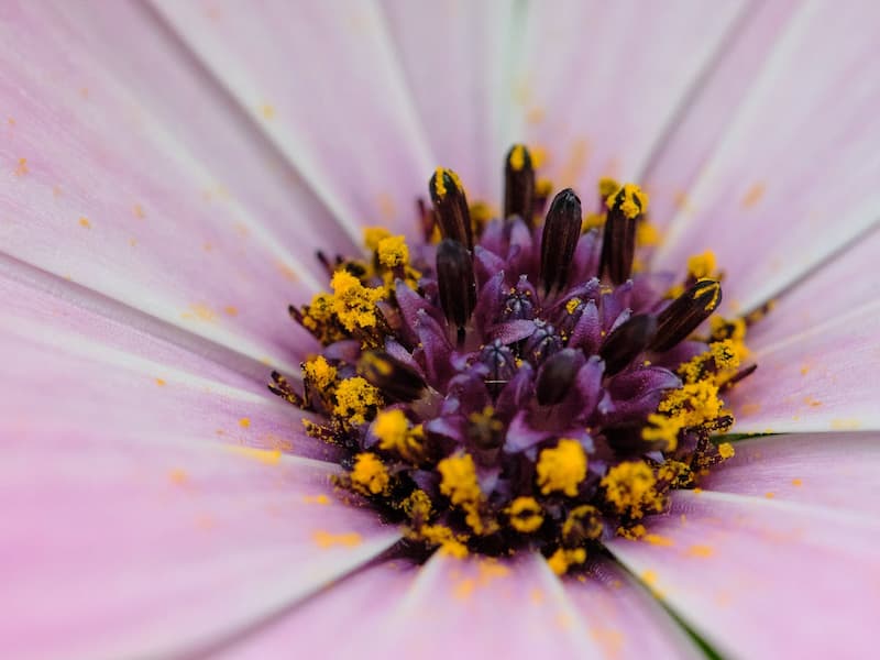 Pollen produit par les plantes